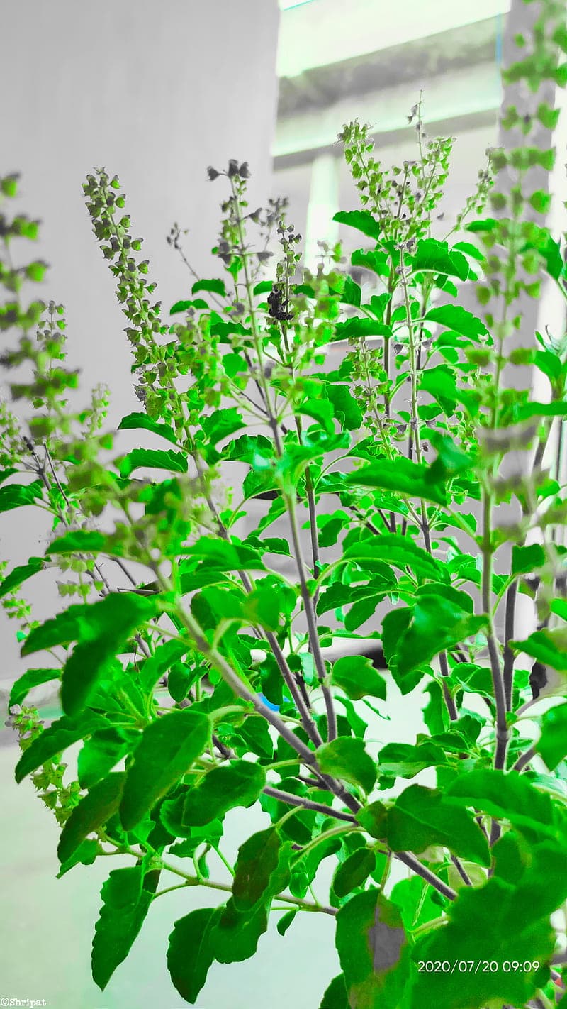 Tulsi